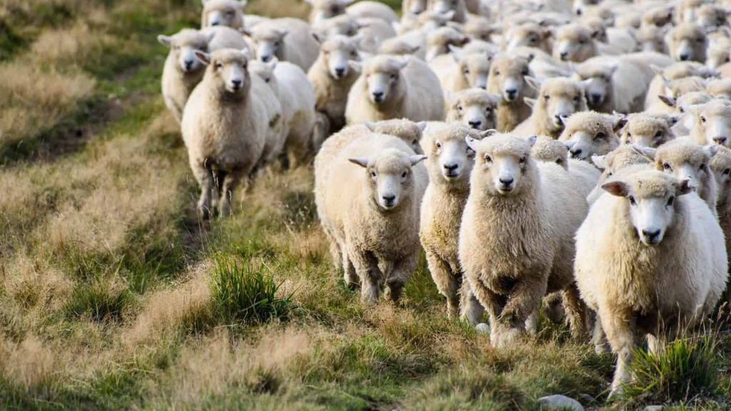 sheep farm names